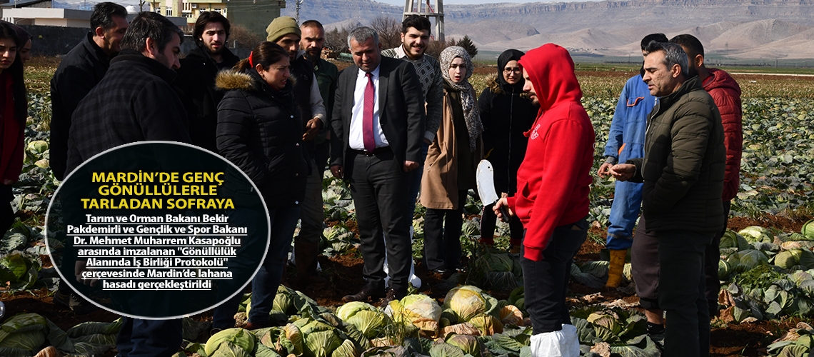 Mardin’de genç gönüllülerle tarladan sofraya