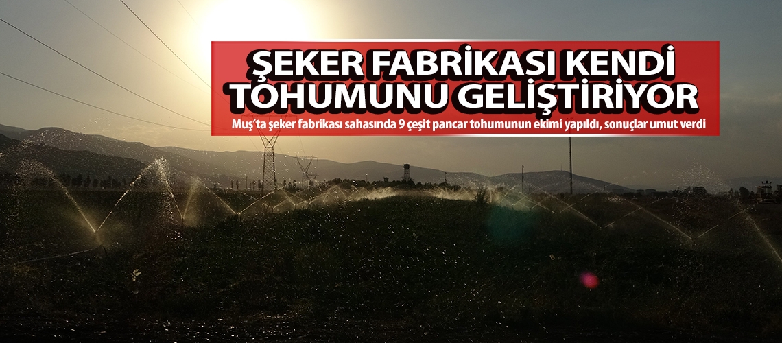 Şeker fabrikası kendi tohumunu geliştiriyor