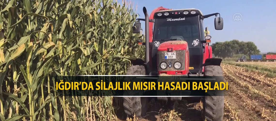 Iğdır’da silajlık mısır hasadı başladı