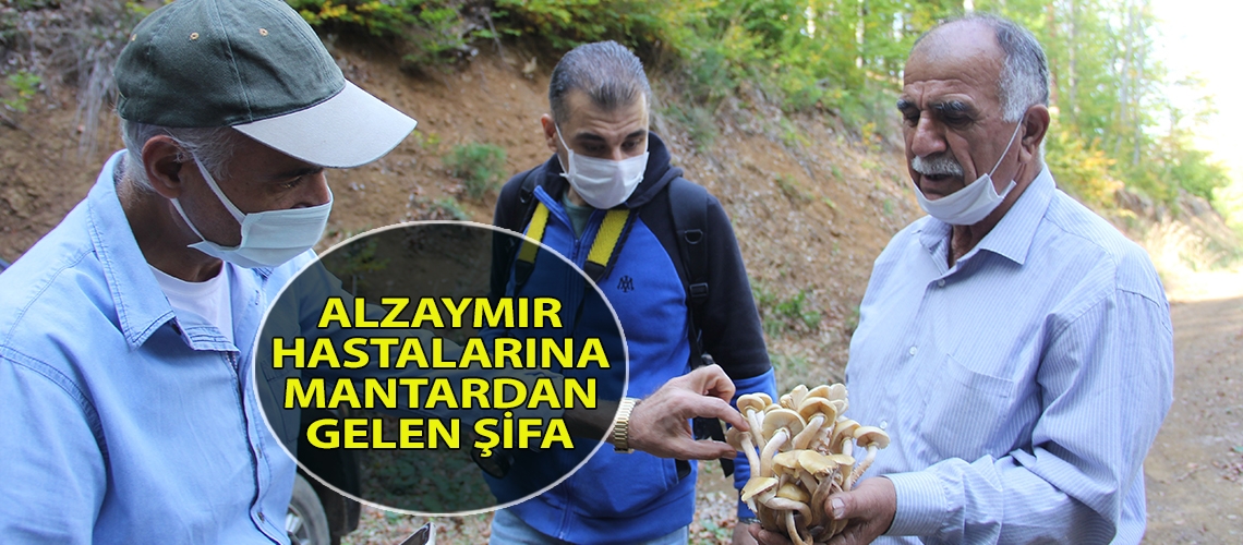 Alzaymır hastalarına mantardan gelen şifa