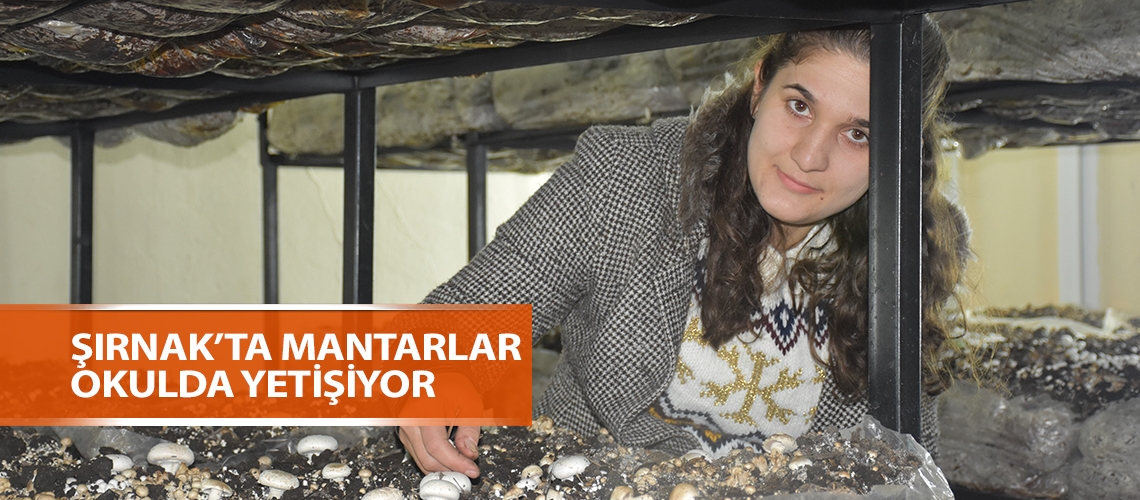 Şırnak’ta mantarlar okulda yetişiyor