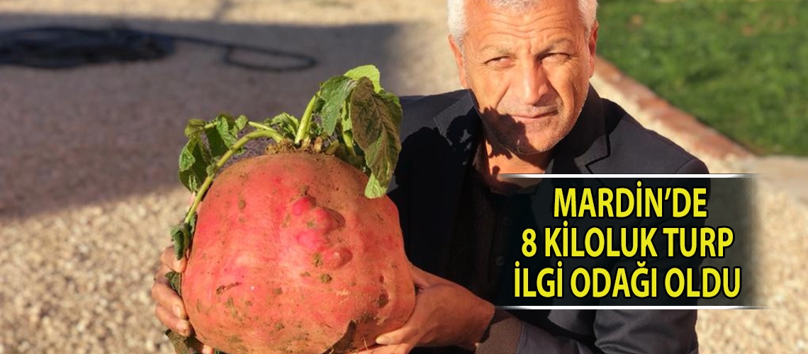 Mardin’de 8 kiloluk turp ilgi odağı oldu