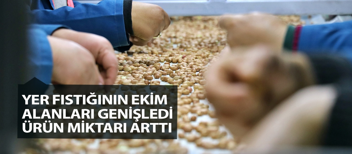 Yer fıstığının ekim alanları genişledi ürün miktarı arttı