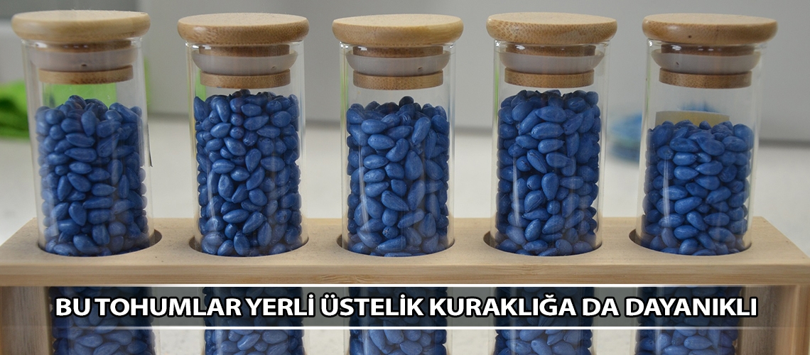 Bu tohumlar yerli üstelik kuraklığa da dayanıklı