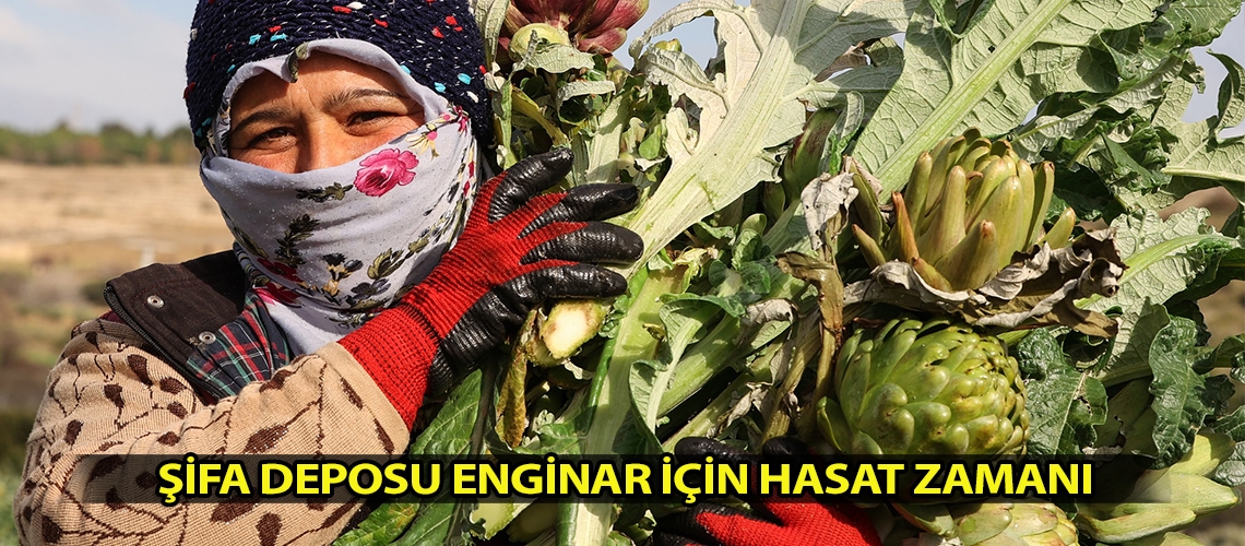 Şifa deposu enginar için hasat zamanı