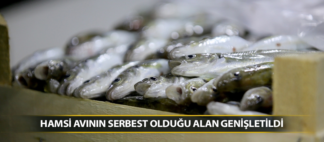 Hamsi avının serbest olduğu alan genişletildi