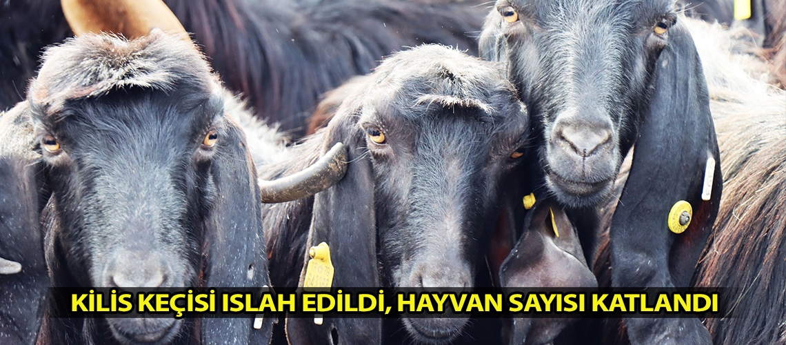 Kilis keçisi ıslah edildi, hayvan sayısı katlandı