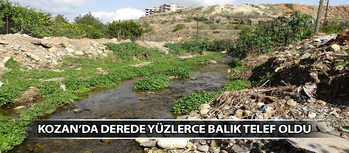 Kozan’da derede yüzlerce balık telef oldu