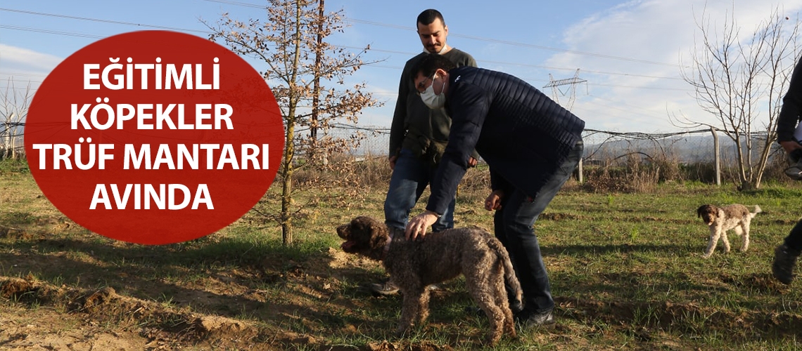 Eğitimli köpekler trüf mantarı avında