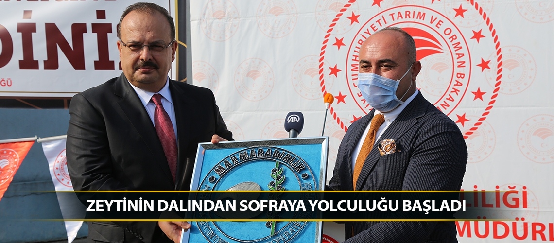 Zeytinin dalından sofraya yolculuğu başladı