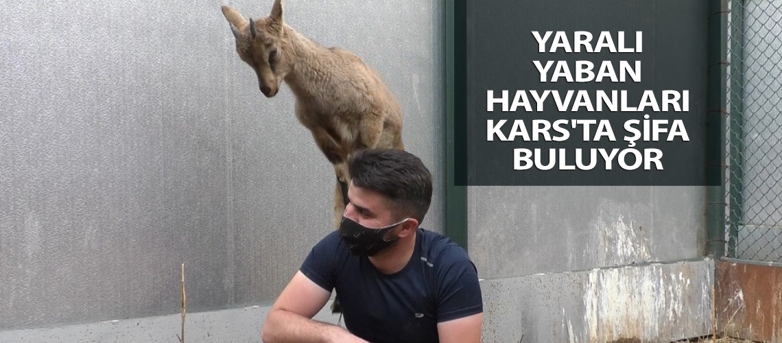 Yaralı yaban hayvanları Kars'ta şifa buluyor