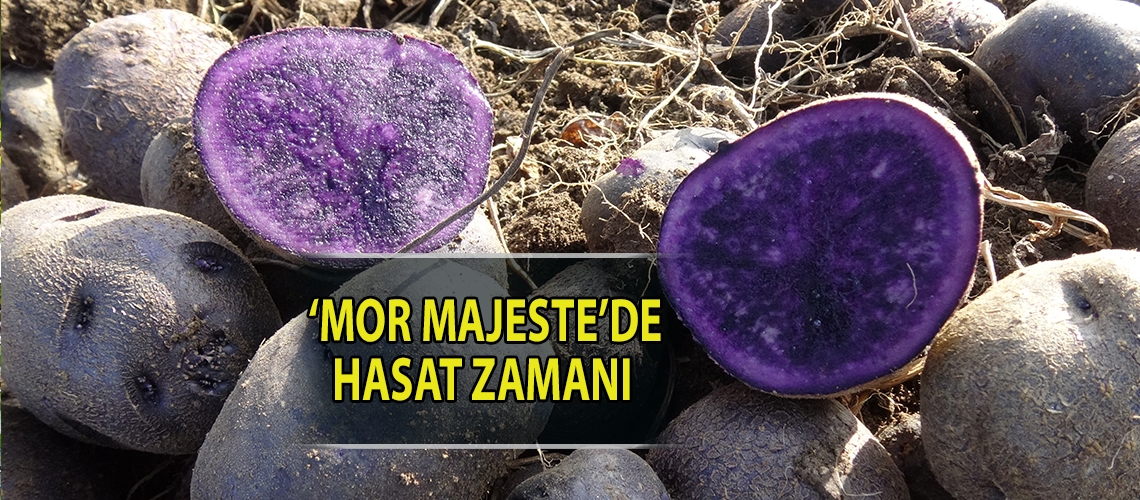 ‘Mor majeste’de hasat zamanı