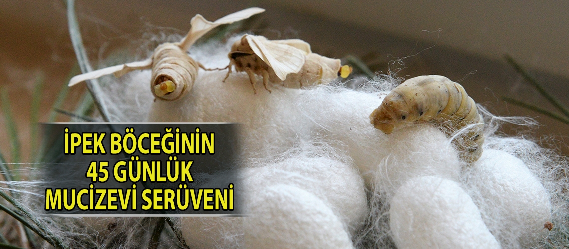 İpek böceğinin 45 günlük mucizevi serüveni