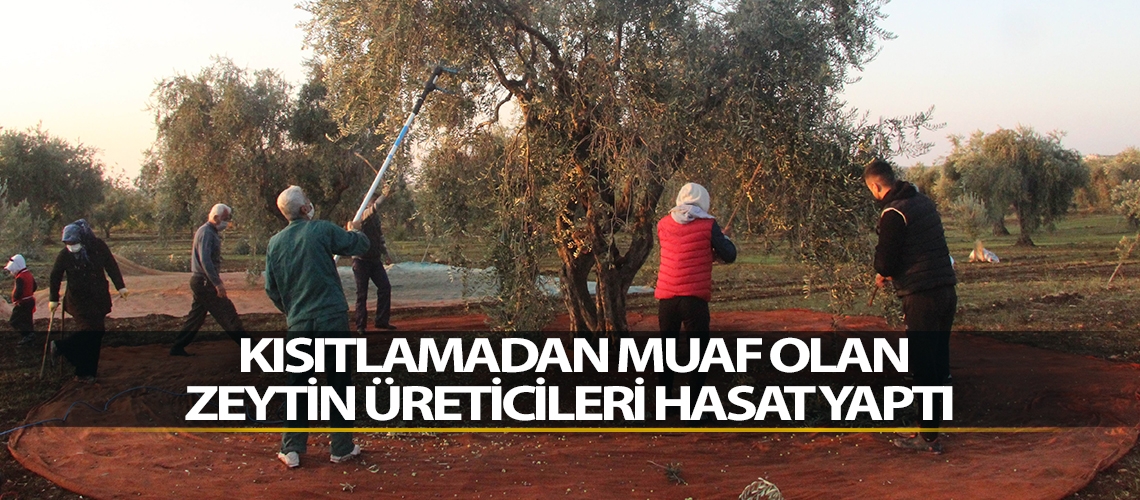 Kısıtlamadan muaf olan zeytin üreticileri hasat yaptı