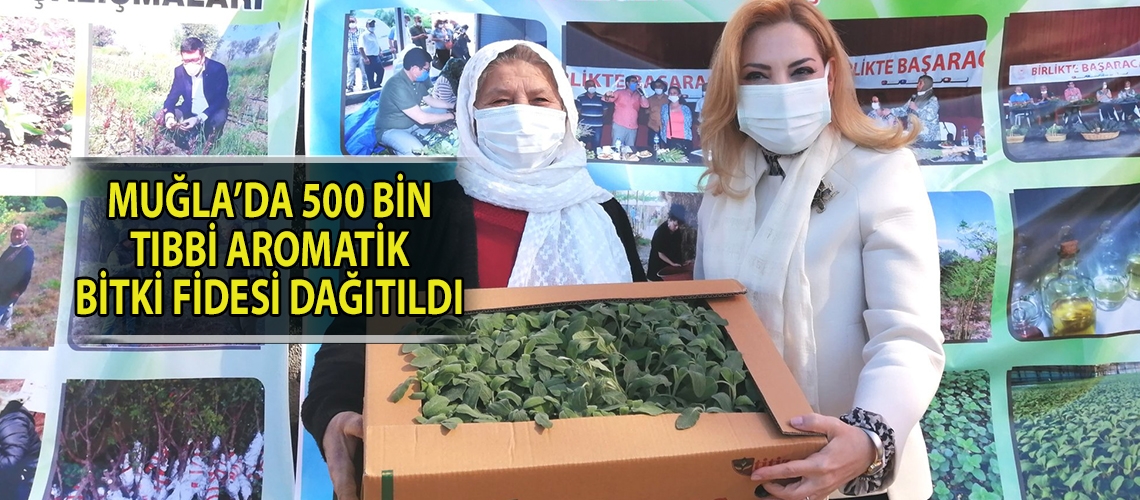 Muğla’da 500 bin tıbbi aromatik bitki fidesi dağıtıldı