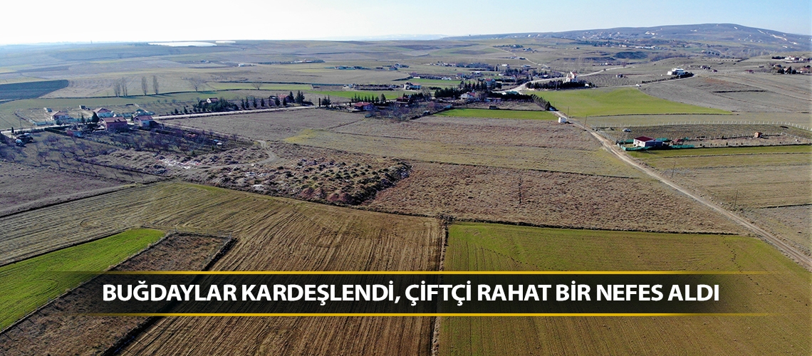 Buğdaylar kardeşlendi, çiftçi rahat bir nefes aldı