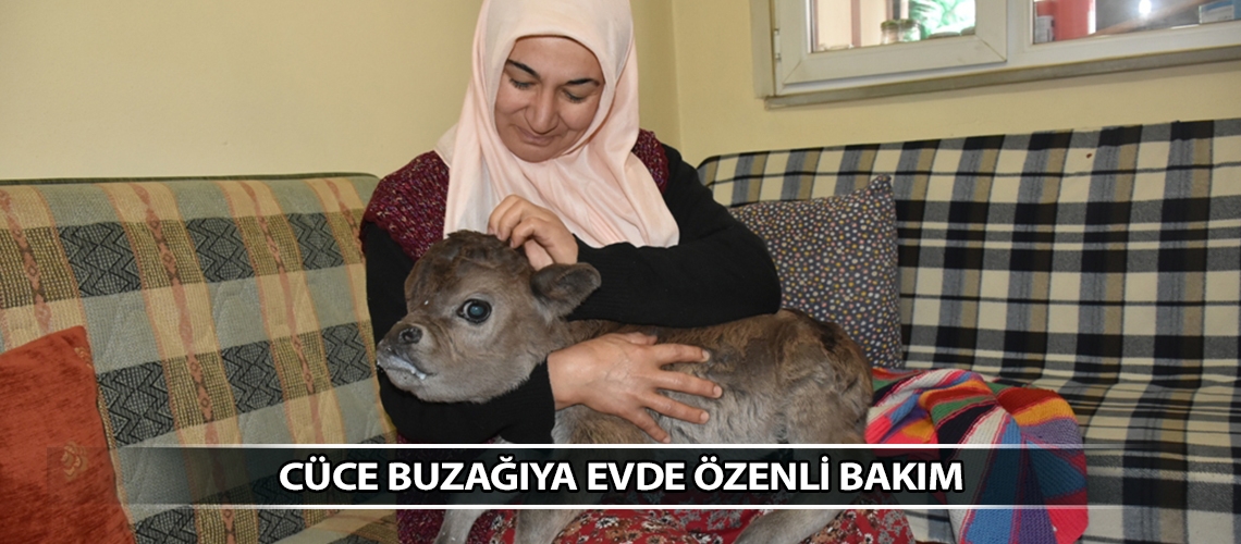 Cüce buzağıya evde özenli bakım