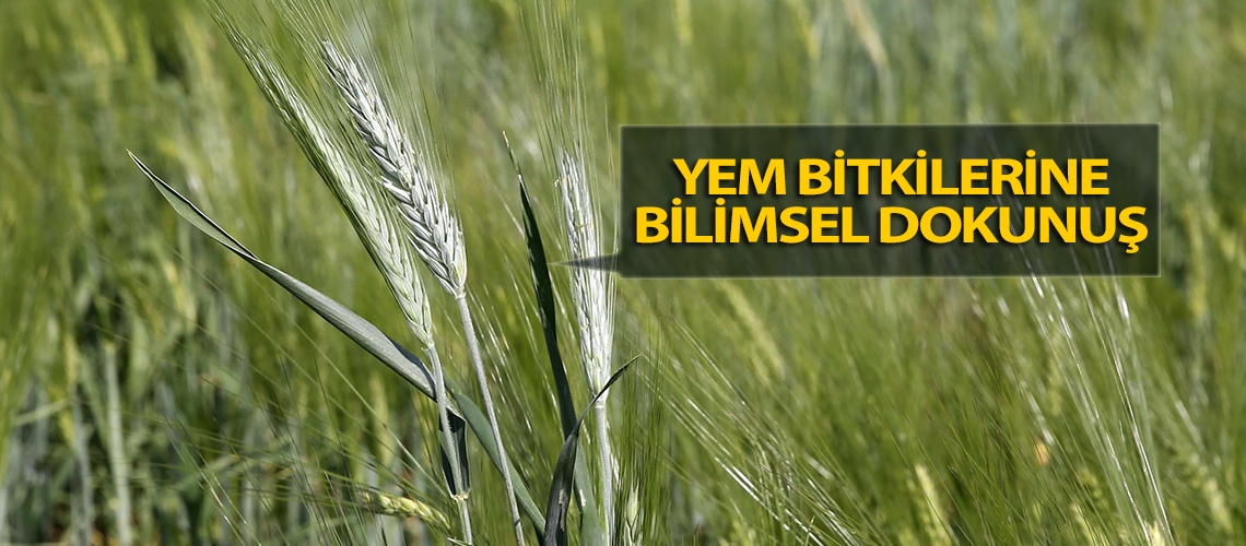 Yem bitkilerine bilimsel dokunuş