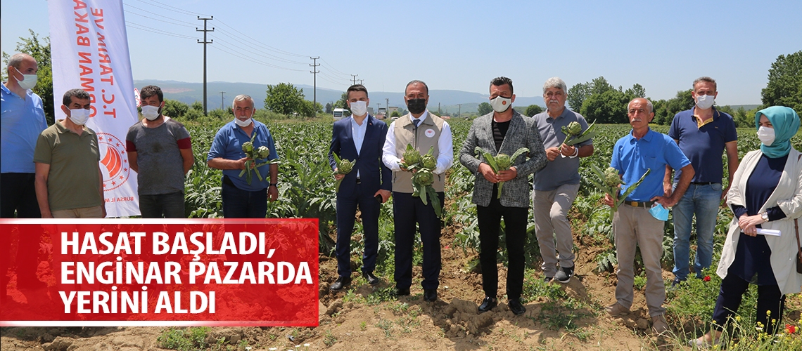 Hasat başladı, enginar pazarda yerini aldı