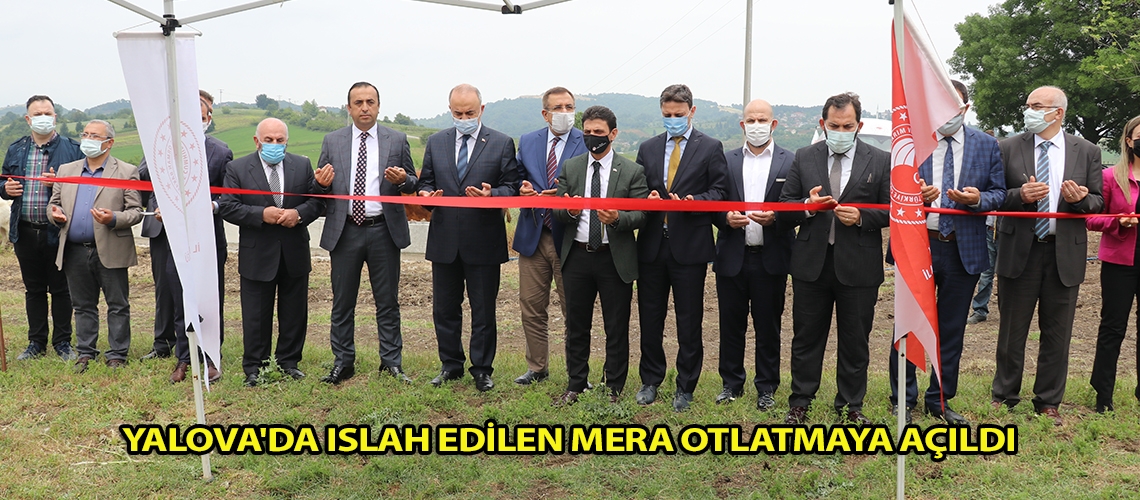 Yalova'da ıslah edilen mera otlatmaya açıldı