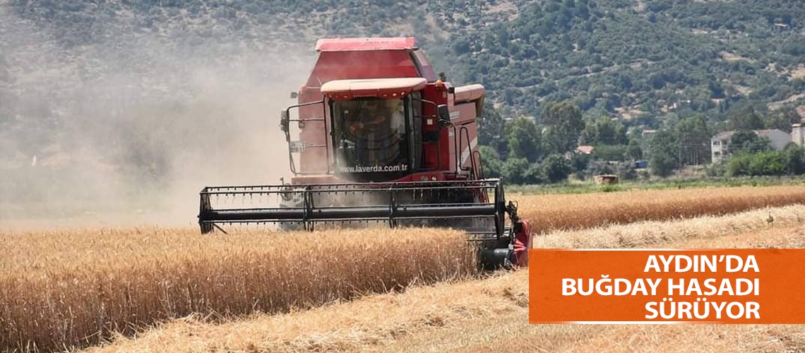 Aydın’da buğday hasadı sürüyor