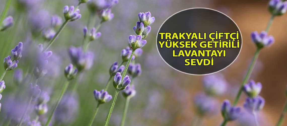 Trakyalı çiftçi yüksek getirili lavantayı sevdi