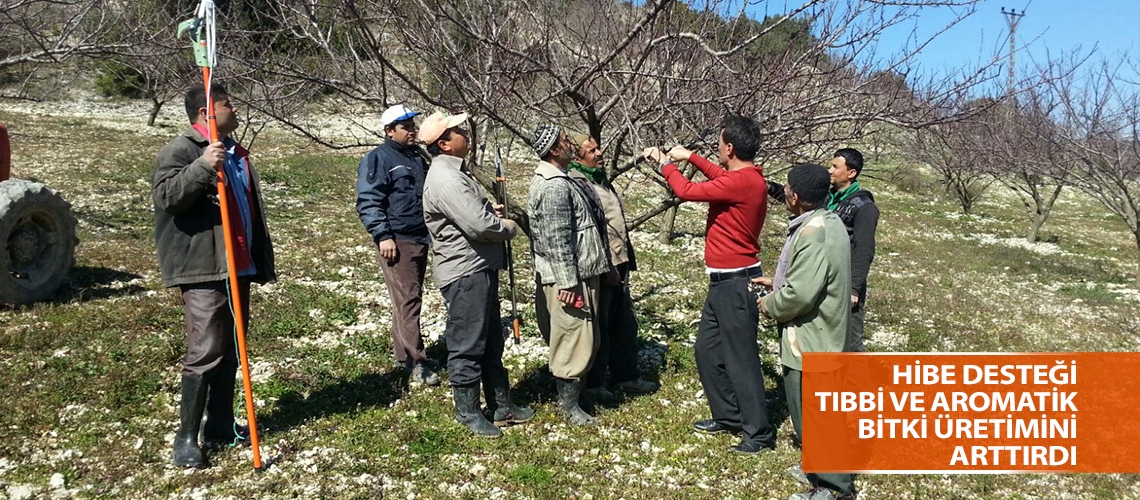 Hibe desteği tıbbi ve aromatik bitki üretimini arttırdı