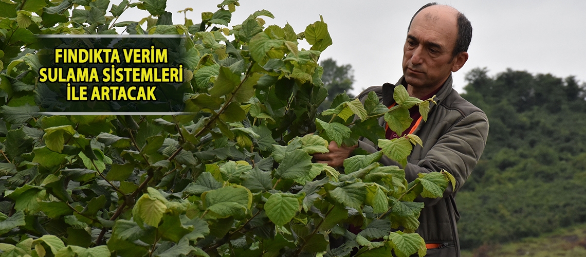 Fındıkta verim sulama sistemleri ile artacak