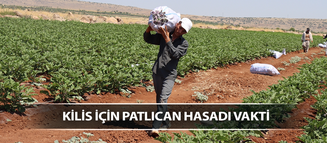 Kilis için patlıcan hasadı vakti