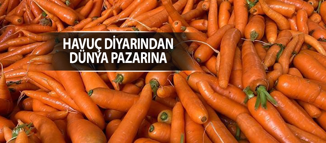 Havuç diyarından dünya pazarına