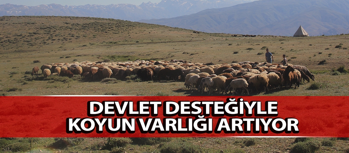 Devlet desteğiyle koyun varlığı artıyor