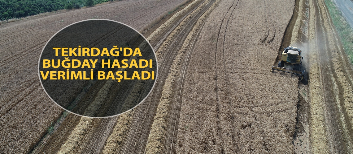 Tekirdağ'da buğday hasadı verimli başladı