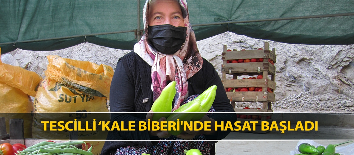 Tescilli ‘Kale biberi'nde hasat başladı