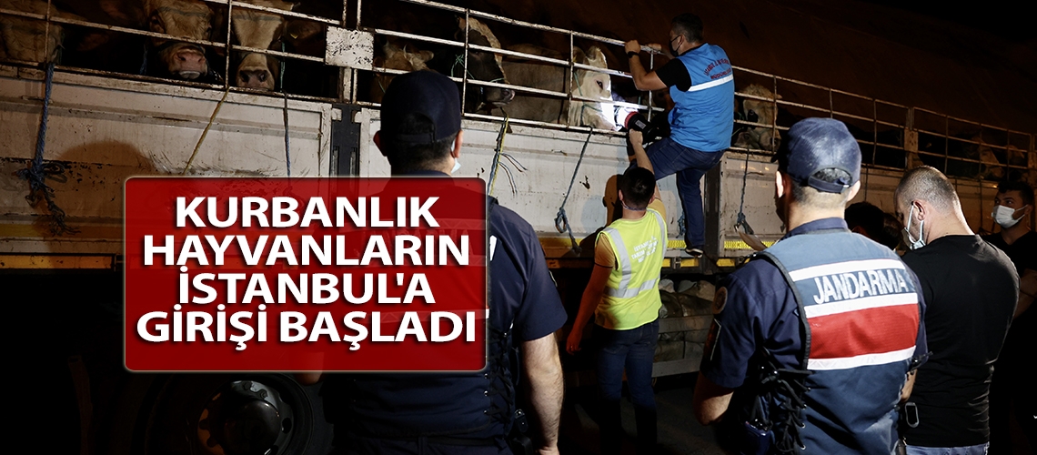 Kurbanlık hayvanların İstanbul'a girişi başladı