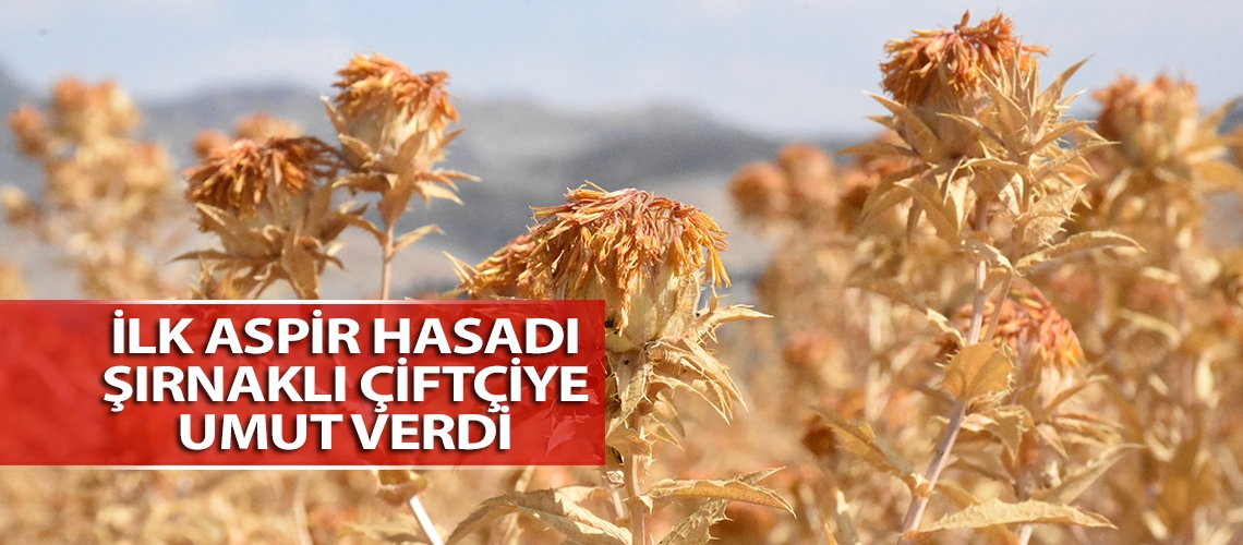 İlk aspir hasadı Şırnaklı çiftçiye umut verdi