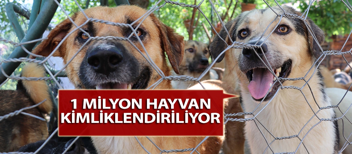 1 milyon hayvan kimliklendiriliyor