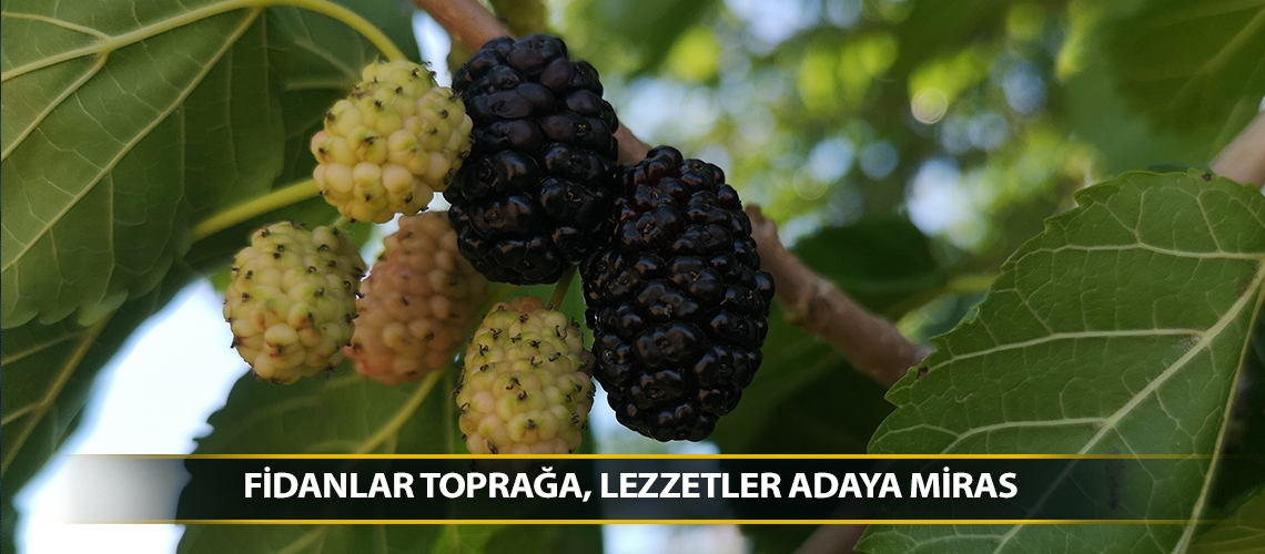 Fidanlar toprağa, lezzetler adaya miras