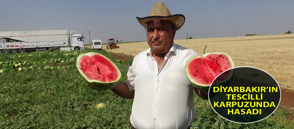 Diyarbakır’ın tescilli karpuzunda hasadı başladı