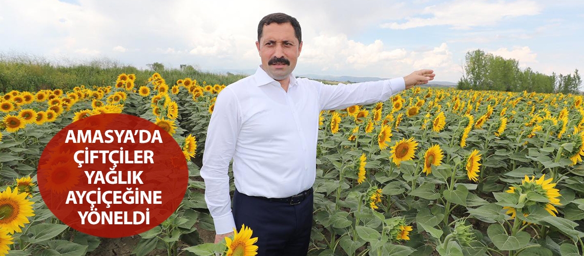 Amasya’da çiftçiler yağlık ayçiçeğine yöneldi