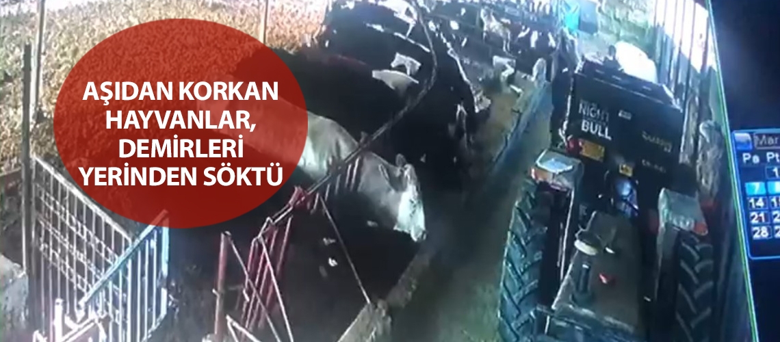 Aşıdan korkan hayvanlar, demirleri yerinden söktü