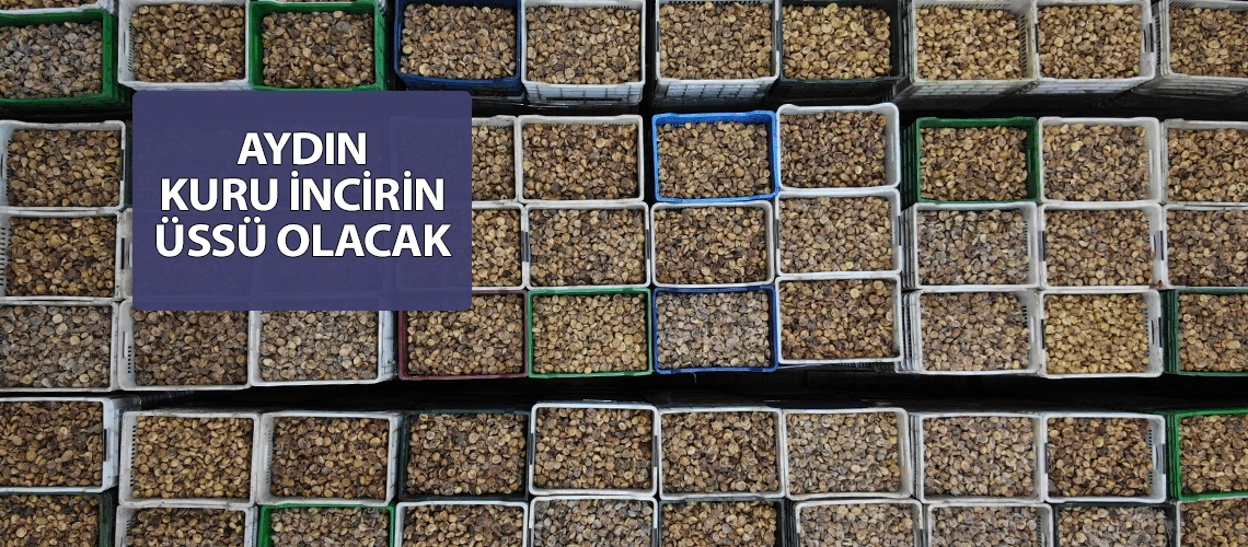 Aydın kuru incirin üssü olacak