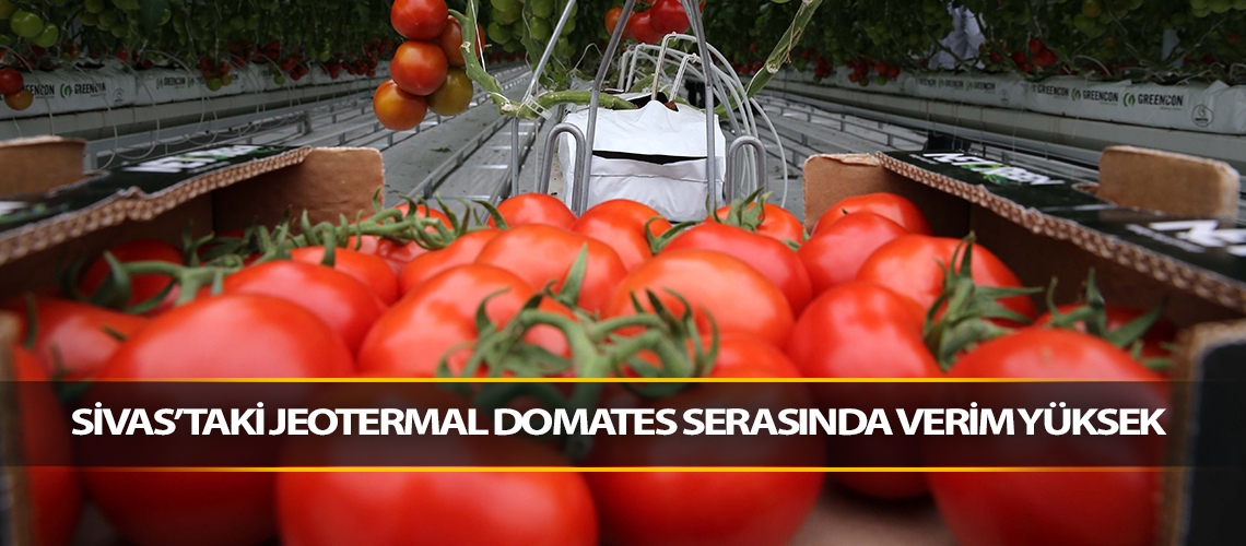 Sivas’taki jeotermal domates serasında verim yüksek