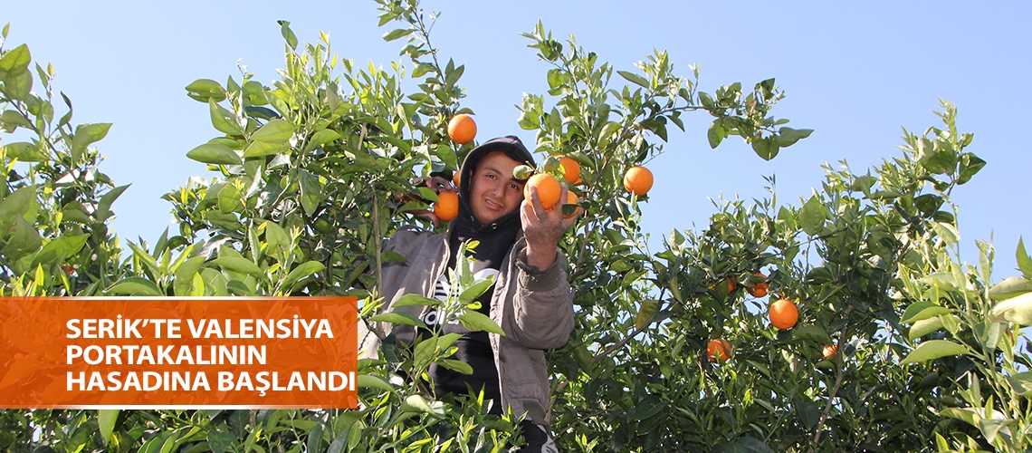 Serik’te Valensiya portakalının hasadına başlandı