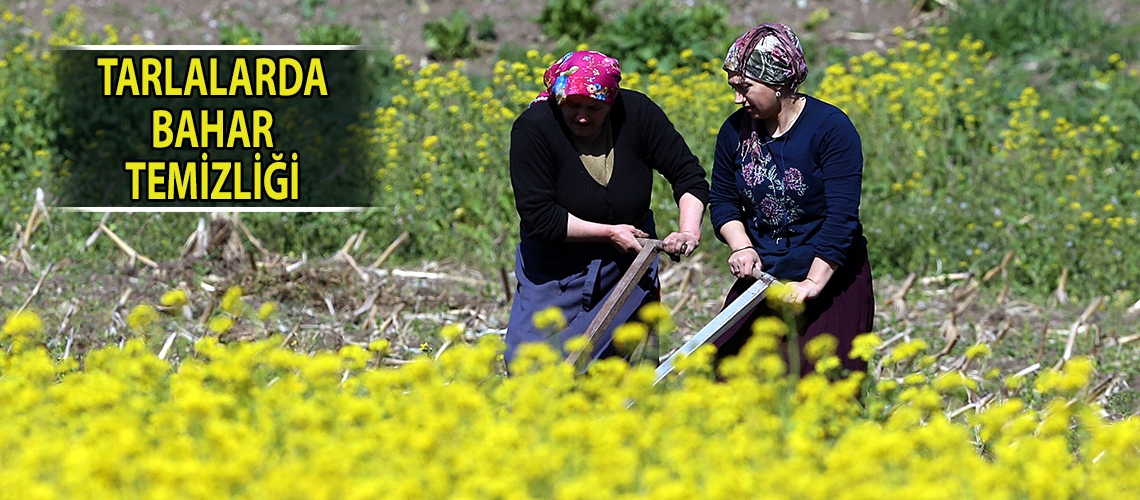 Tarlalarda bahar temizliği