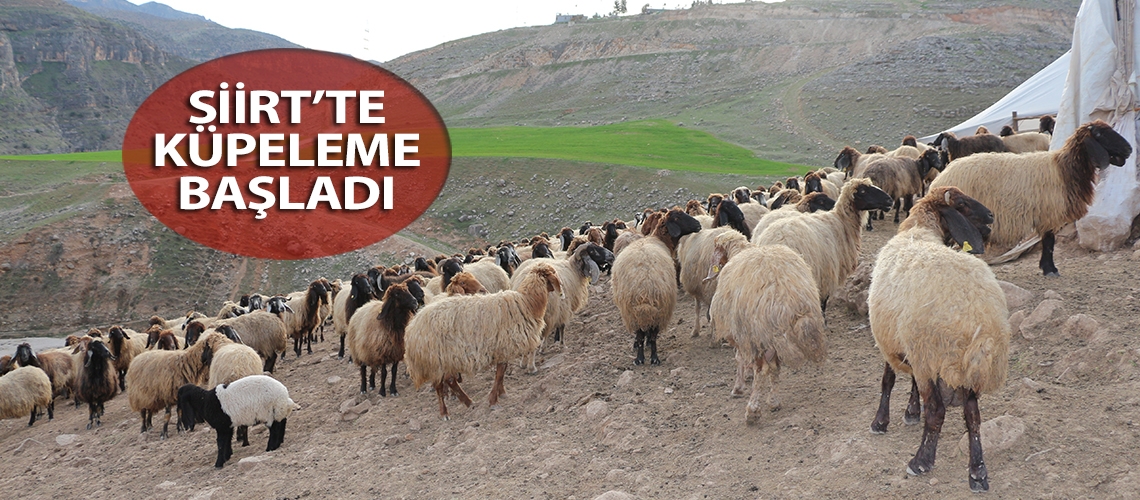 Siirt’te küpeleme başladı