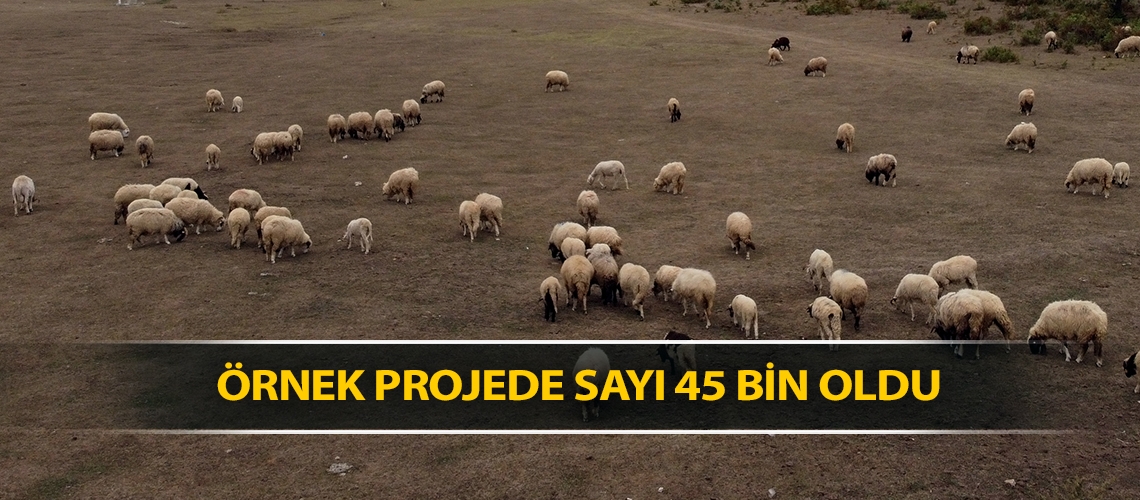 Örnek projede sayı 45 bin oldu