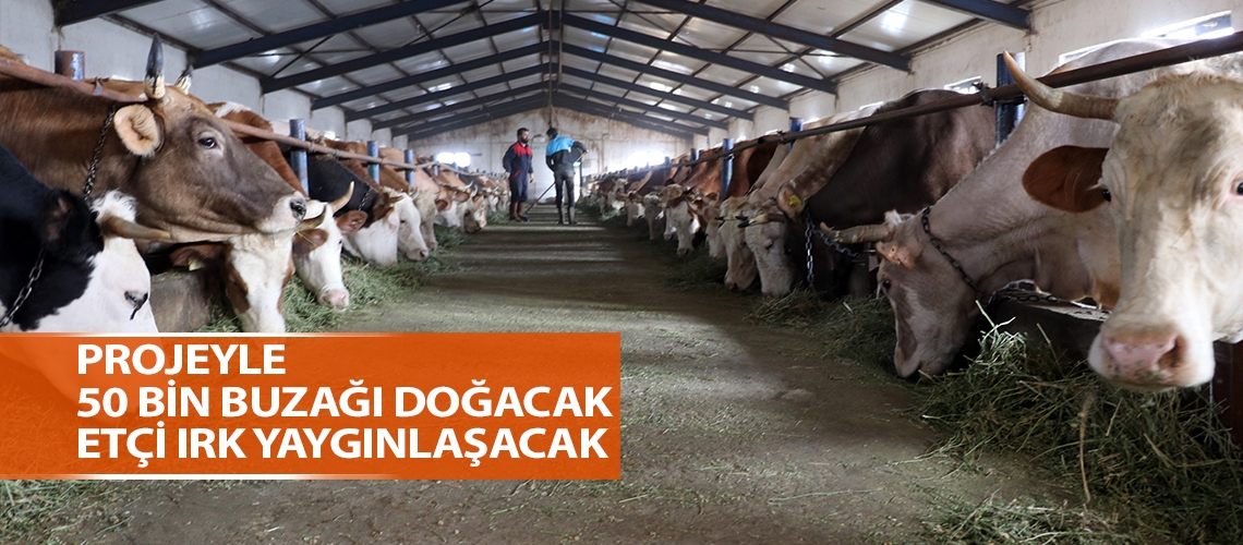 Projeyle 50 bin buzağı doğacak etçi ırk yaygınlaşacak