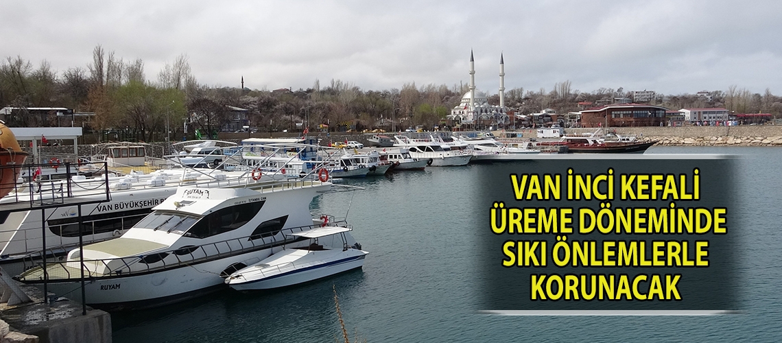 Van İnci kefali üreme döneminde sıkı önlemlerle korunacak