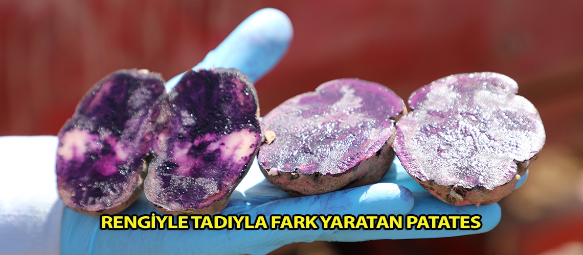 Rengiyle tadıyla fark yaratan patates