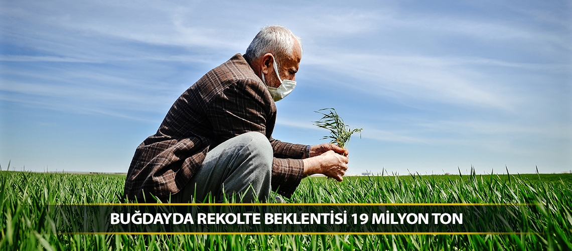 Buğdayda rekolte beklentisi 19 milyon ton